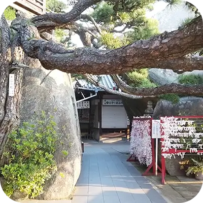 写真:神社。おみくじと大きな岩と木があります