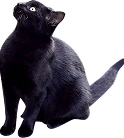 装飾:黒色の猫