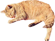 装飾:茶色の猫