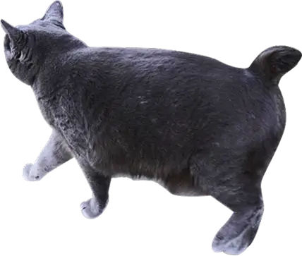 装飾：黒猫の猫