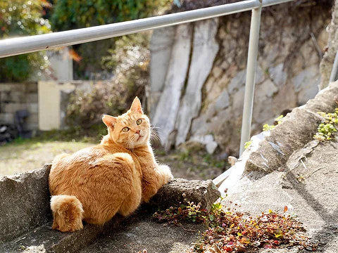 写真: